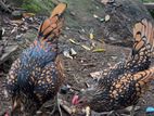Fancy Hen Pair