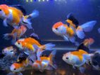 Fancy Oranda Gold Fish