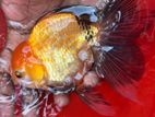 Fancy Orenda Goldfish