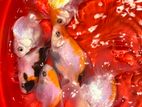 Fancy Orenda Goldfish