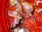 Fancy Orenda Goldfish