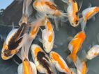 Fancy Orenda goldfish