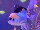 Fancy Orenda goldfish