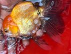 Fancy Orenda Goldfish