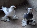 Fancy Pigeon