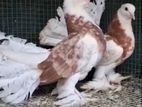 Fancy Pigeon Health