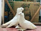 FANCY PIGEON