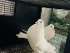 Fancy Pigeon