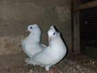 Fancy Pigeon