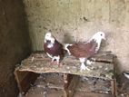 Fancy Pigeon