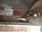 Fancy Pigeon