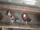 Fancy Pigeon