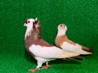 Fancy Pigeons