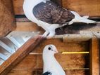 Fancy Pigeons