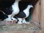 Fancy Pigeons