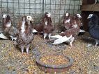 Fancy Pigeons