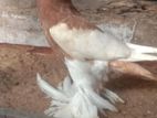 Fancy Pigeons
