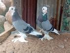 Fancy Pigeons