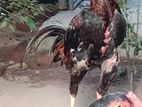 Rooster