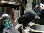 Fancy Pigeon