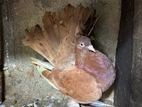 Fancy Pigeon