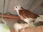 Fantail / China Pigeon