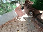 Fantail Pigeons