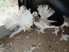Fantail Pigeons