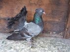 Fantail Pigeons
