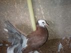 Fantail Female Pigeon