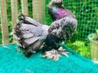 Fantail Female Pigeon