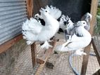 Fantail