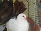 Fantail Pigeons