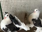 Fantail Pigeons