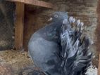 Fantails Pigeon
