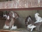 Fantail Pigeon