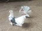 Fantail Pigeon