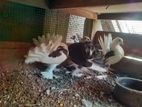 Fantail Pigeons