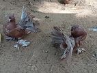 Fantail Pigeons