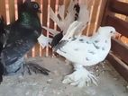 Fantail Pigeons
