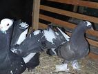 Pigeons