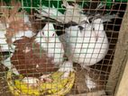 Fantail Pigeon