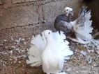 Fantail Pair