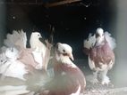 Fantail Pigeon Breeding Pair