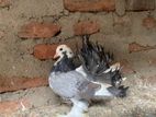 Fantail Pigeon