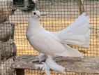 Fantail pigeon