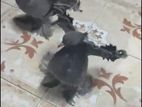 Fantail Pigeon