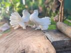 Fantail Pigeon