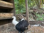 Fantail Pigeon