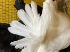 Fantail Pigeon